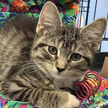 Vashti -  Domestic Short Hair Cat for Adoption in New York, New York - Vashti | PetCurious