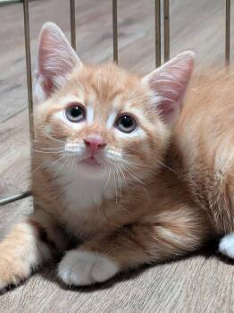 August -  Domestic Medium Hair Cat for Adoption in Montclair, New Jersey - August | PetCurious