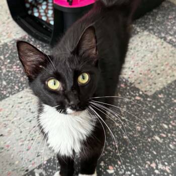 Tiana -  Domestic Short Hair Cat for Adoption in Spruce Pine, North Carolina - Tiana | PetCurious