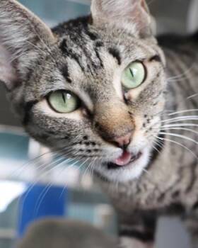 Foofa -  Domestic Short Hair Cat for Adoption in New Orleans, Louisiana - Foofa | PetCurious