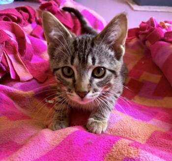 Skeeter Valentine -  Domestic Short Hair Cat for Adoption - Skeeter Valentine | PetCurious