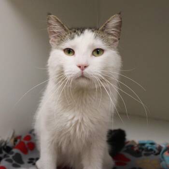 Nivens -  Domestic Medium Hair Cat for Adoption in Champaign, Illinois - Nivens | PetCurious