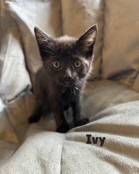 Ivy -  Domestic Short Hair Cat for Adoption in Leonardtown, Maryland - Ivy | PetCurious
