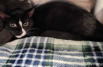 Rescue Domestic Short Hair Cats for Adoption in Raleigh, North Carolina - JESSICA | PetCurious