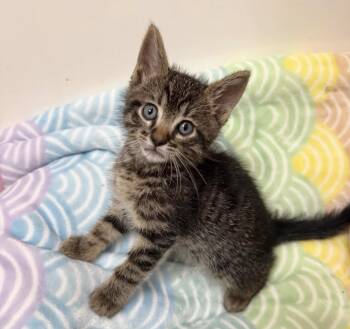 Figment (Pre-adoption) -  Tabby Cat for Adoption in Los Angeles, California - Figment (Pre-adoption) | PetCurious