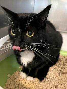 Rescue Domestic Medium Hair Cats for Adoption in Boyne City, Michigan - Oreo | PetCurious