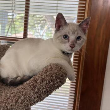 Taub -  Siamese Cat for Adoption in League City, Texas - Taub | PetCurious
