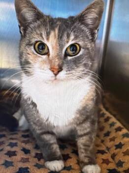 Sadie -  Domestic Medium Hair Cat Available for Adoption in Dalton, Georgia - Sadie | PetCurious