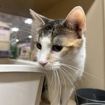 Foxy -  Domestic Short Hair Cat for Adoption in Hemet, California - Foxy | PetCurious