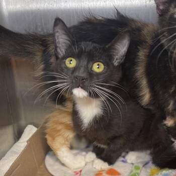 Domestic Short Hair Cats Available for Adoption - Juliet Capulet | PetCurious