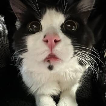 Domestic Long Hair Cats Available for Adoption in Chilliwack, British Columbia - Loki | PetCurious