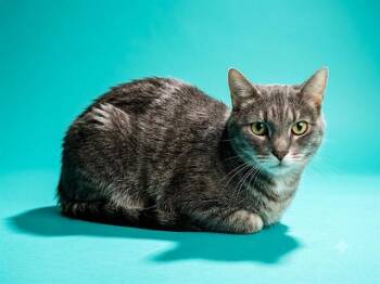 ESMERALDA -  Domestic Short Hair Cat for Adoption in Jacksonville, Florida - ESMERALDA | PetCurious