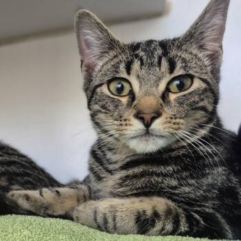 Domestic Short Hair Cats Available for Adoption - Emmett | PetCurious
