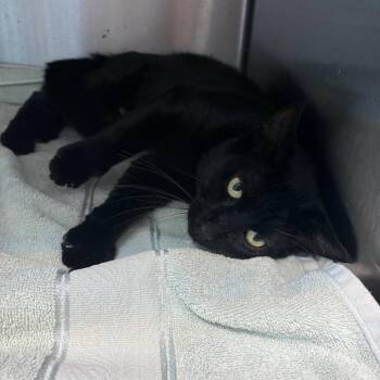 Domestic Short Hair Cats Available for Adoption in Englewood, Florida - Scooter | PetCurious