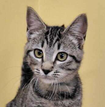 Matcha -  Domestic Short Hair Cat for Adoption in Eugene, Oregon - Matcha | PetCurious