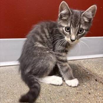 Starfish -  Domestic Short Hair Cat for Adoption in Janesville, Wisconsin - Starfish | PetCurious