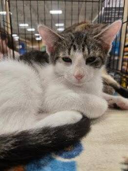 Henry -  Domestic Short Hair Cat for Adoption in Cincinnati, Ohio - Henry | PetCurious