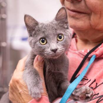 Buckbeak -  Domestic Short Hair Cat for Adoption in Mentor, Ohio - Buckbeak | PetCurious