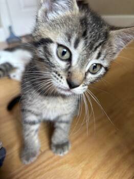 Amora -  Tabby Cat for Adoption in New Milford, Connecticut - Amora | PetCurious