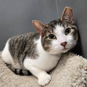 Dooky -  Domestic Short Hair Cat for Adoption in Buffalo, New York - Dooky | PetCurious