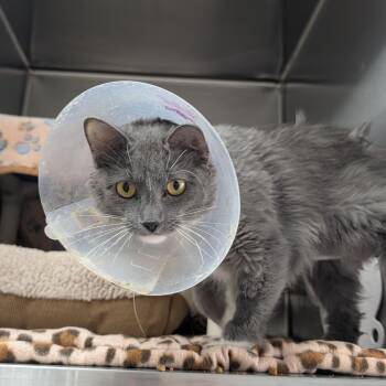 Serama -  Domestic Short Hair Cat for Adoption in Detroit Lakes, Minnesota - Serama | PetCurious