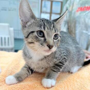Christopher -  Domestic Short Hair Cat for Adoption in Kansas City, Missouri - Christopher | PetCurious