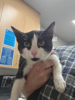 Zara -  Domestic Short Hair Cat for Adoption in Missoula, Montana - Zara | PetCurious