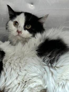 Domestic Long Hair Cats Available for Adoption in El Paso, Texas - Mulberry | PetCurious