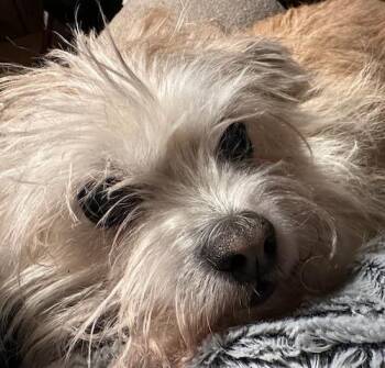 Domestic Long Hair Cats Available for Adoption - (CP) Augie | PetCurious