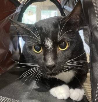 Domestic Short Hair Cats Available for Adoption in Cincinnati, Ohio - Wiz | PetCurious