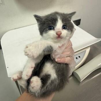 Jess -  Domestic Short Hair Cat for Adoption in Charleston, West Virginia - Jess | PetCurious