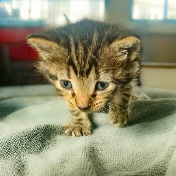 Mississippi -  Domestic Short Hair Cat for Adoption in Chapel Hill, North Carolina - Mississippi | PetCurious