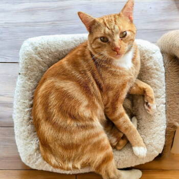 Rescue Tabby Cats for Adoption in Knoxville, Tennessee - O'Malley | PetCurious