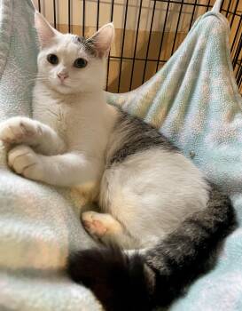 Rescue Domestic Short Hair Cats for Adoption in Lacon, Illinois - Scrabble | PetCurious