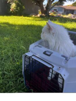 Delilah -  Domestic Long Hair Cat for Adoption in Roseville, California - Delilah | PetCurious