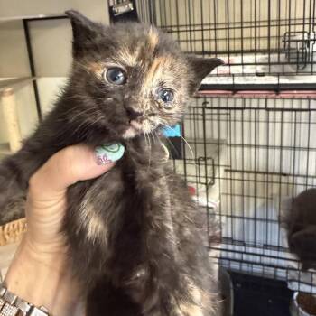 Skye -  Domestic Short Hair Cat Available for Adoption in Pennsville Township, New Jersey - Skye | PetCurious