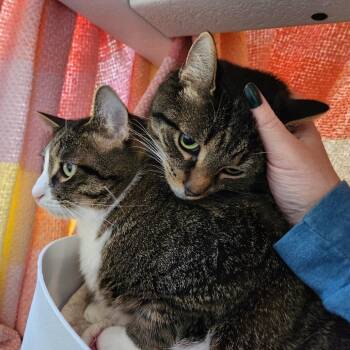 Mojito -  Domestic Short Hair Cat for Adoption in Walker, Michigan - Mojito | PetCurious