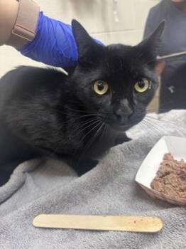 Zephyr -  Domestic Short Hair Cat for Adoption in Westland, Michigan - Zephyr | PetCurious