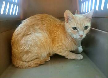 CACKLE -  Domestic Short Hair Cat for Adoption in Easton, Maryland - CACKLE | PetCurious