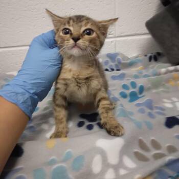 Tinkerbell -  Domestic Short Hair Cat for Adoption in Spruce Pine, North Carolina - Tinkerbell | PetCurious