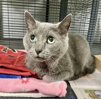 Domestic Short Hair Cats Available for Adoption - Pokey | PetCurious