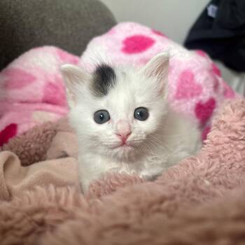 Domestic Short Hair Cats Available for Adoption in Auburn, Alabama - Mei Mei | PetCurious