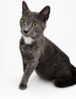 Domestic Short Hair Cats Available for Adoption in Winter Haven, Florida - A1267061 | PetCurious