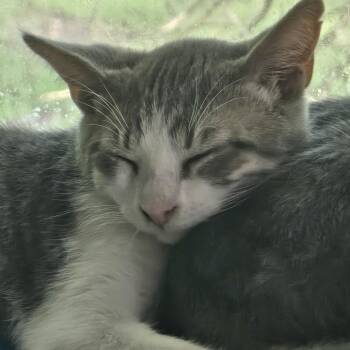 Xavier -  Tabby Cat for Adoption in Richmond, Virginia - Xavier | PetCurious