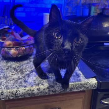 Rescue Bombay Cats for Adoption - JOVAN | PetCurious