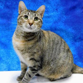 Wanda -  Domestic Short Hair Cat for Adoption in Canton, Illinois - Wanda | PetCurious