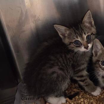 Tomato -  Domestic Medium Hair Cat for Adoption in Chattanooga, Tennessee - Tomato | PetCurious