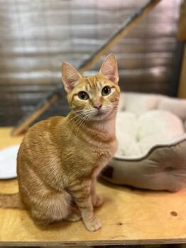 Tabby Cats Available for Adoption in Burnaby, British Columbia - Taylor | PetCurious