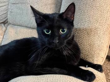 Alfie -  Domestic Short Hair Cat for Adoption in Sioux Falls, South Dakota - Alfie | PetCurious