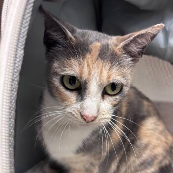 Wren -  Domestic Short Hair Cat for Adoption in Goleta, California - Wren | PetCurious